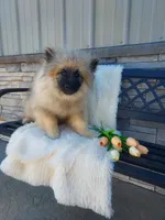 Titus, a male Keeshond for sale in Montgomery, IN – 1 of 2