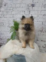 Titus, a male Keeshond for sale in Montgomery, IN – Photo 1 of 3