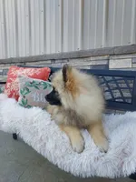 Titus, a male Keeshond for sale in Montgomery, IN – Photo 2 of 3