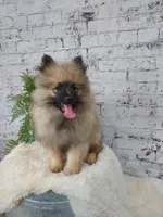 Titus, a male Keeshond for sale in Montgomery, IN – Photo 2 of 3