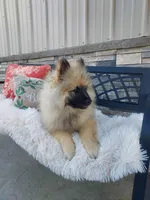 Titus, a male Keeshond for sale in Montgomery, IN – Photo 3 of 3