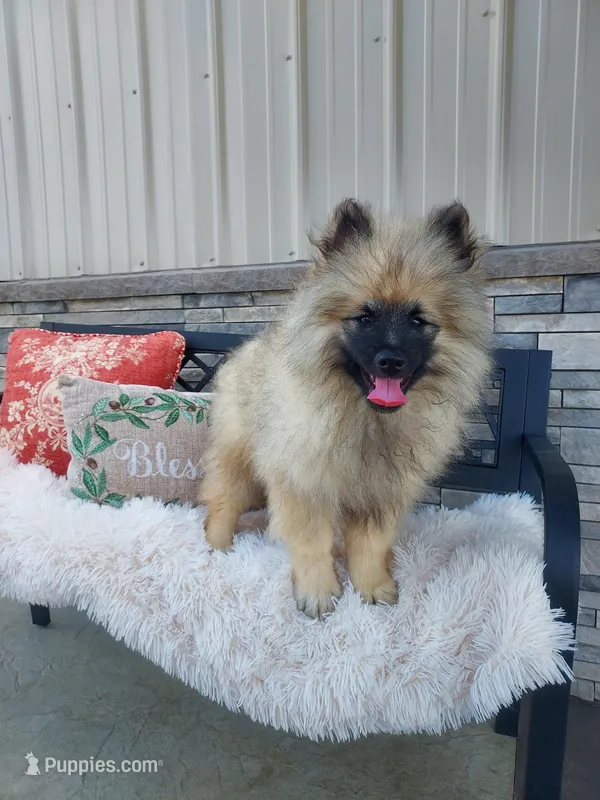 Titus – Keeshond puppy for sale in Montgomery, IN