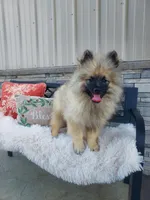 Titus, a male Keeshond for sale in Montgomery, IN – Photo 1 of 3