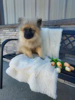 Titus, a male Keeshond for sale in Montgomery, IN – 2 of 2