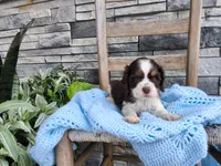 Samuel, a male Cocker Spaniel for sale in Montgomery, IN – 3 of 3