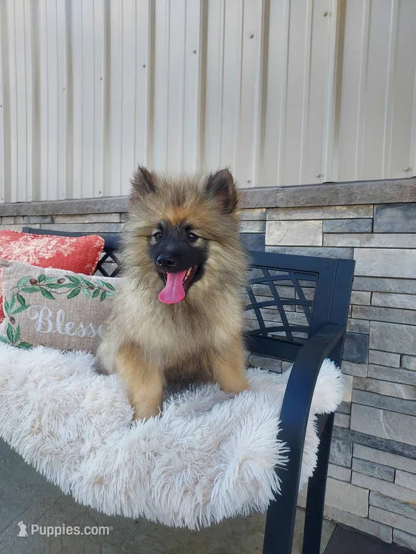 Tyson – Keeshond puppy for sale in Montgomery, IN