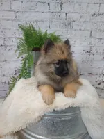 Tyson, a male Keeshond for sale in Montgomery, IN – Photo 2 of 3