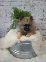Tyson, a male Keeshond for sale in Montgomery, IN – Photo 3 of 3