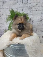 Tyson, a male Keeshond for sale in Montgomery, IN – Photo 1 of 3