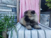 Dinah, a male Keeshond for sale in Montgomery, IN – 2 of 3