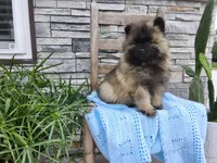 Darrin, a male Keeshond for sale in Montgomery, IN – 6 of 6