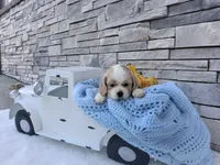 Wyatt, a male Cocker Spaniel for sale in Montgomery, IN – 3 of 3