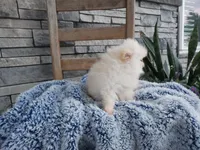 Hunter , a male Pomeranian for sale in Montgomery, IN – 3 of 3