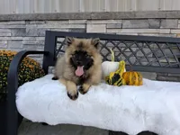 Donnie, a male Keeshond for sale in Montgomery, IN – 4 of 4