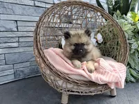 Cassandra, a female Keeshond for sale in Montgomery, IN – 2 of 2