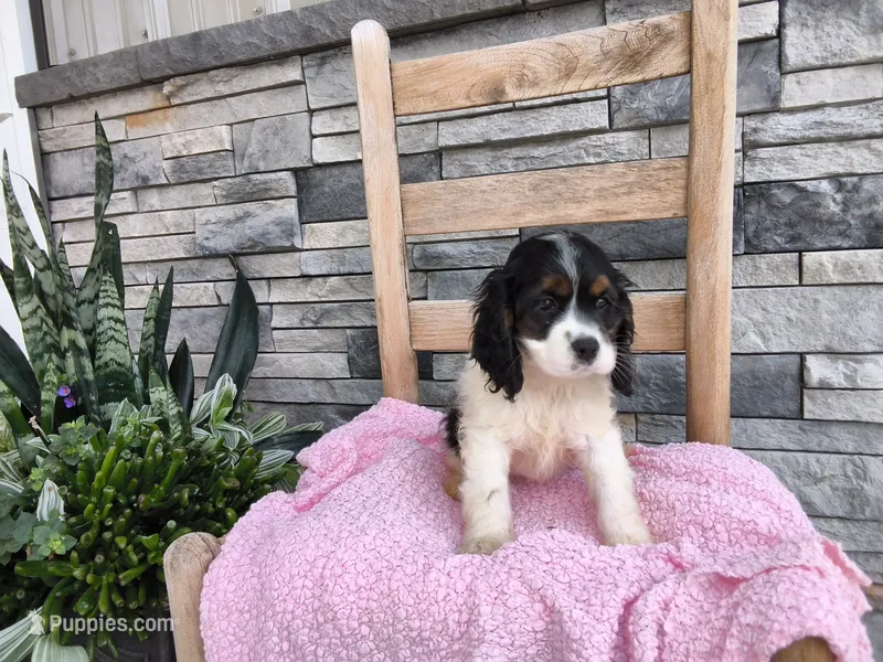 Sarita – Cocker Spaniel puppy for sale in Montgomery, IN