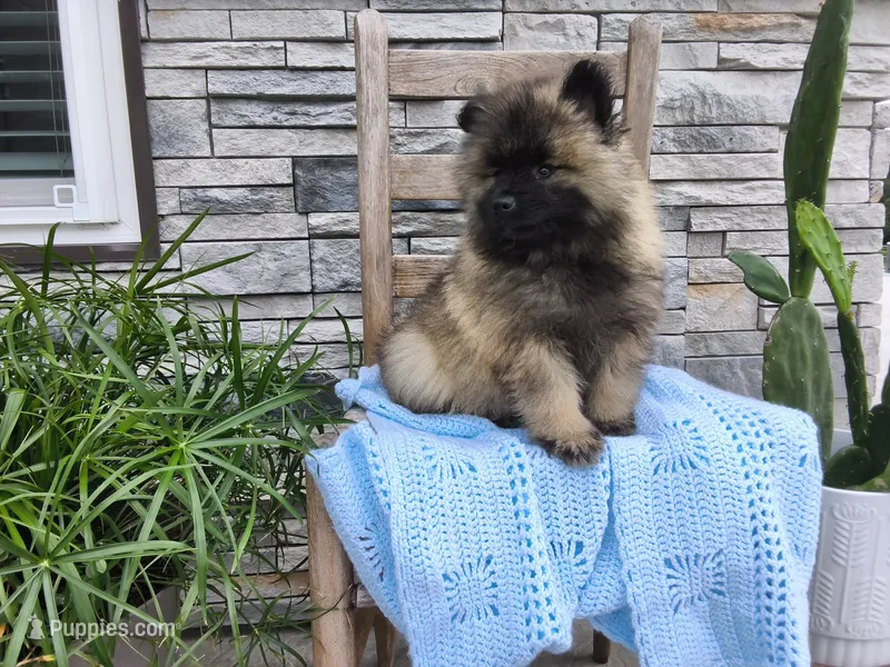 Darrin – Keeshond puppy for sale in Montgomery, IN