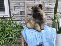 Darrin, a male Keeshond for sale in Montgomery, IN – 1 of 6