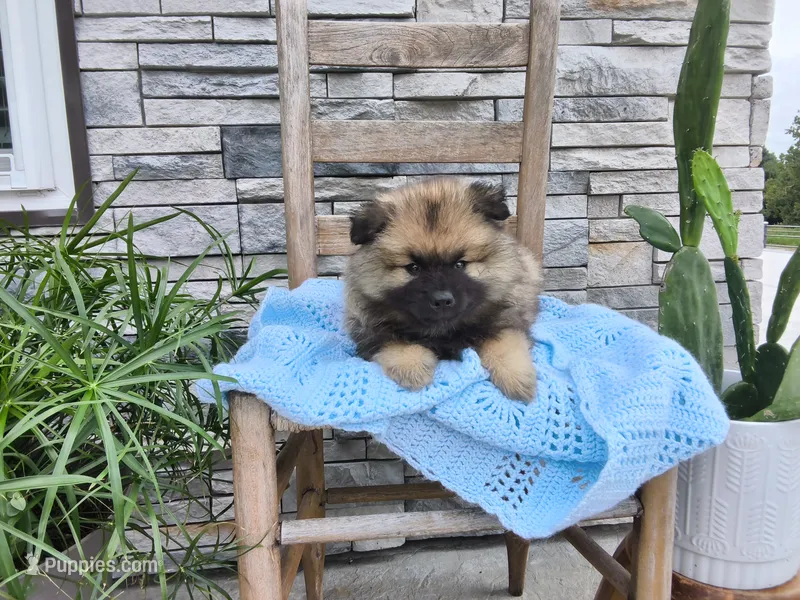 Daniel – Keeshond puppy for sale in Montgomery, IN
