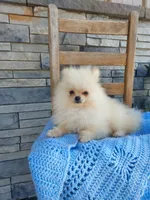 Hunter , a male Pomeranian for sale in Montgomery, IN – 1 of 3