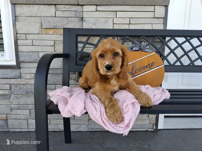 Rita – Cocker Spaniel puppy for sale in Montgomery, IN