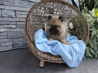 Chase, a male Keeshond for sale in Montgomery, IN – 2 of 2