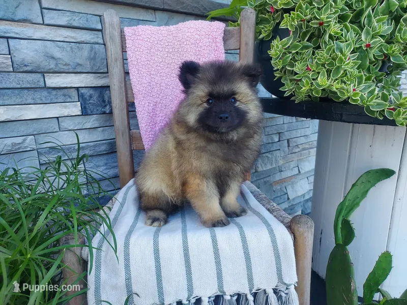 Susan – Keeshond puppy for sale in Montgomery, IN
