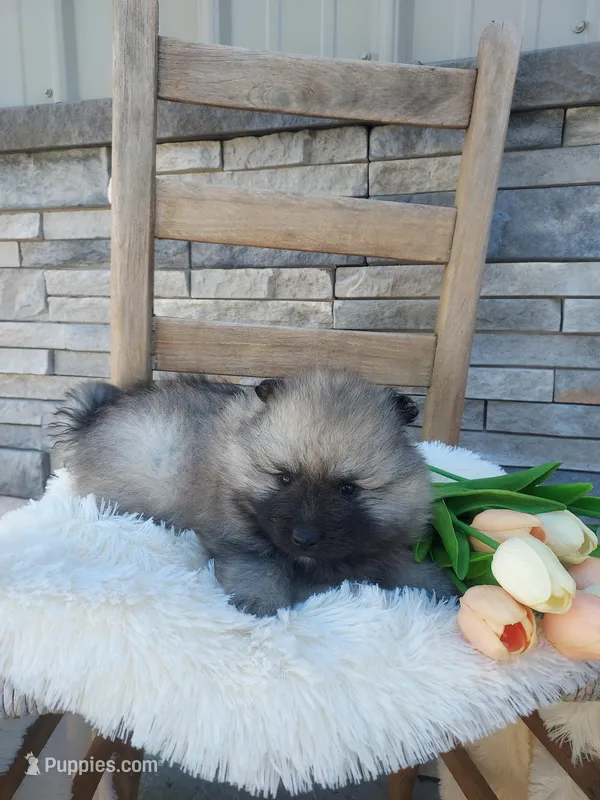 Addie – Keeshond puppy for sale in Montgomery, IN