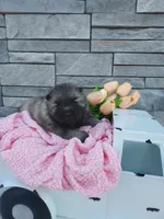 Addie, a female Keeshond for sale in Montgomery, IN – Photo 2 of 2