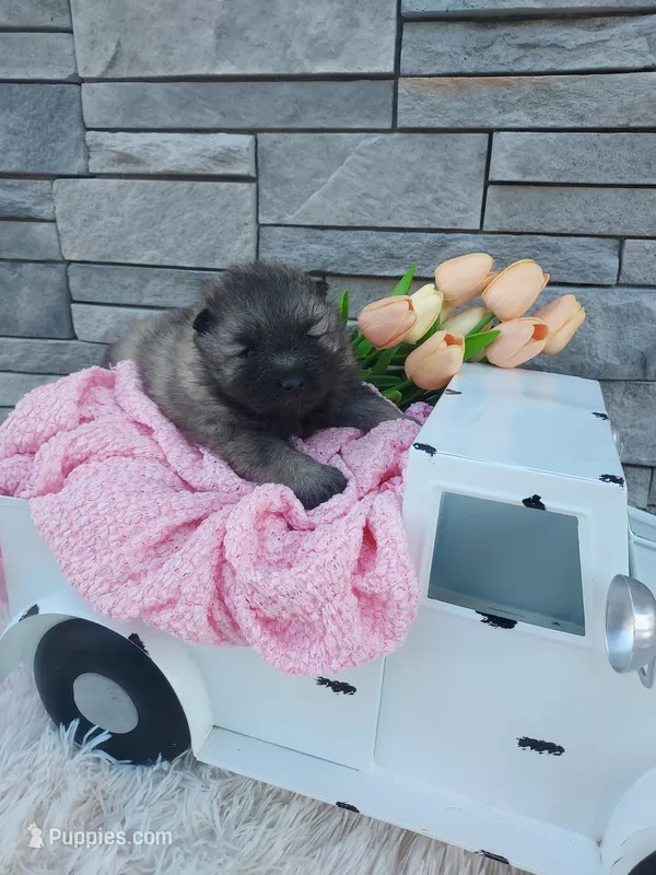 Addie – Keeshond puppy for sale in Montgomery, IN
