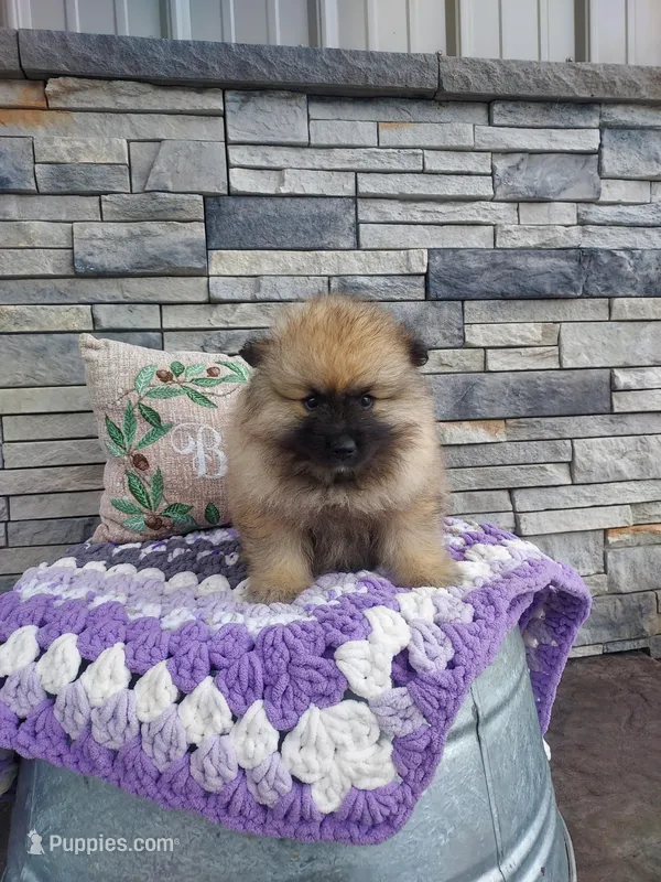 Addie – Keeshond puppy for sale in Montgomery, IN