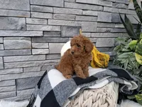Elianna, a female Poodle - Miniature  for sale in Montgomery, IN – 1 of 3