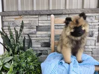 Devon, a male Keeshond for sale in Montgomery, IN – 5 of 5