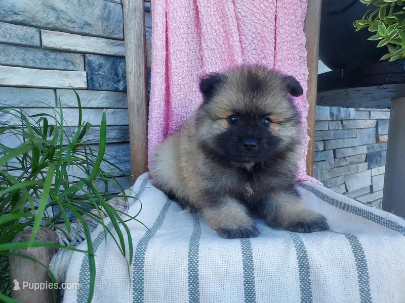 Dinah – Keeshond puppy for sale in Montgomery, IN