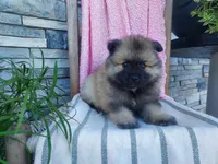 Dinah, a male Keeshond for sale in Montgomery, IN – 1 of 3