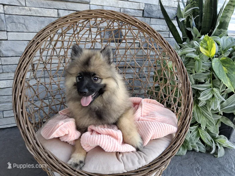 Dinah – Keeshond puppy for sale in Montgomery, IN