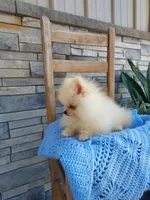 Hunter , a male Pomeranian for sale in Montgomery, IN – 2 of 3