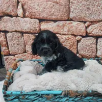 Shawn, a male Cocker Spaniel for sale in Montgomery, IN – Photo 1 of 3