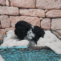 Shawn, a male Cocker Spaniel for sale in Montgomery, IN – Photo 3 of 3