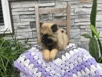 Shaylee, a female Keeshond for sale in Montgomery, IN – 3 of 3