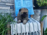 Dexter, a male Keeshond for sale in Montgomery, IN – 3 of 3