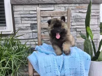 Darrin, a male Keeshond for sale in Montgomery, IN – 3 of 6