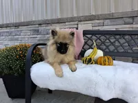 Deanna, a female Keeshond for sale in Montgomery, IN – 2 of 9