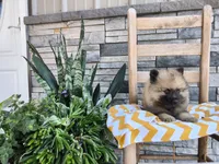 Cassandra, a female Keeshond for sale in Montgomery, IN – 2 of 3