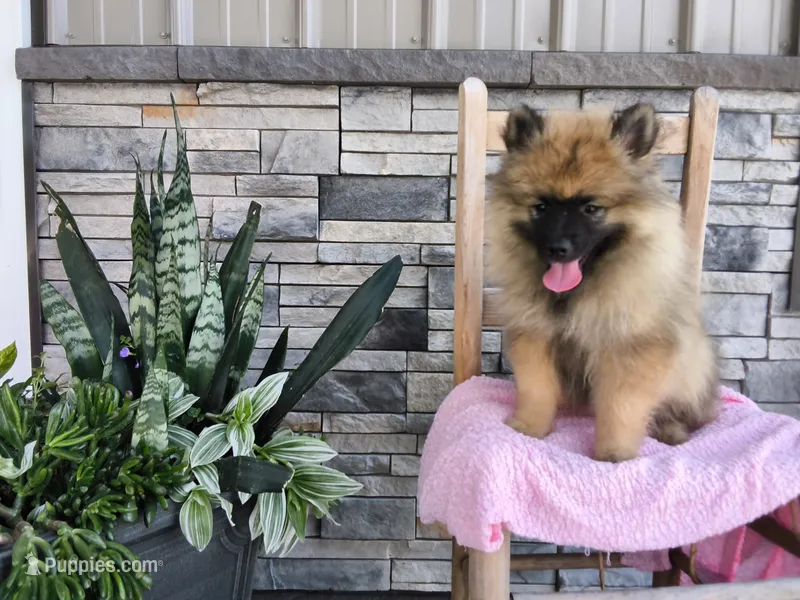 Dianne – Keeshond puppy for sale in Montgomery, IN