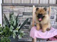 Dianne, a male Keeshond for sale in Montgomery, IN – 2 of 4