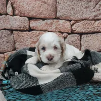Shane, a male Cocker Spaniel for sale in Montgomery, IN – Photo 1 of 3