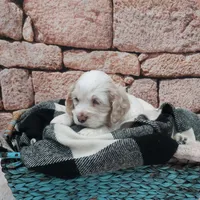 Shane, a male Cocker Spaniel for sale in Montgomery, IN – Photo 3 of 3