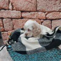 Shane, a male Cocker Spaniel for sale in Montgomery, IN – Photo 2 of 3
