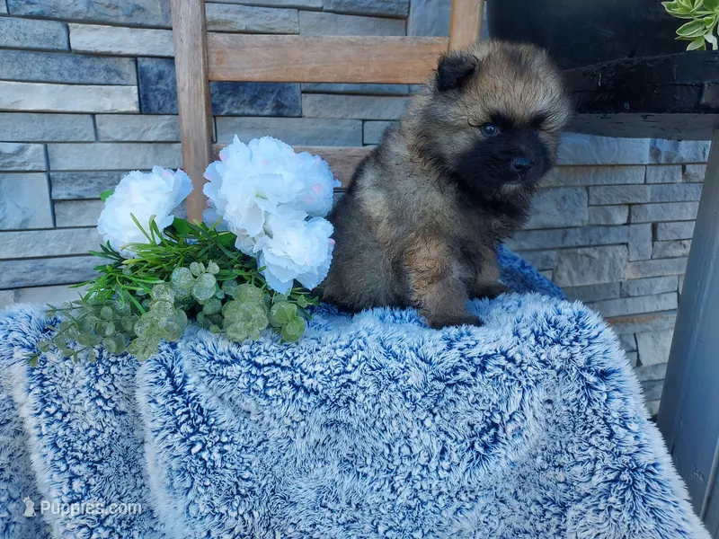 Stevie – Keeshond puppy for sale in Montgomery, IN